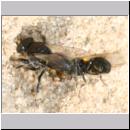 Oxybelus bipunctatus - Fliegenspiesswespe w38 5mm - Sandgrube Niedringhaussee.jpg